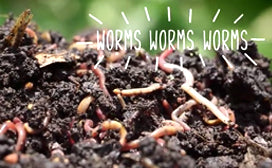 Worms! Worms! Worms!